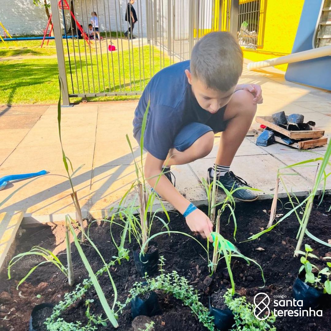 EXPLORADORES DE CHÁ